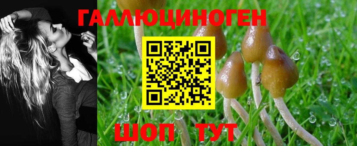 Псилоцибиновые грибы Psilocybine cubensis  как найти   Дмитров  Псилоцибиновые грибы GOLDEN TEACHER  Вход с VPN 
