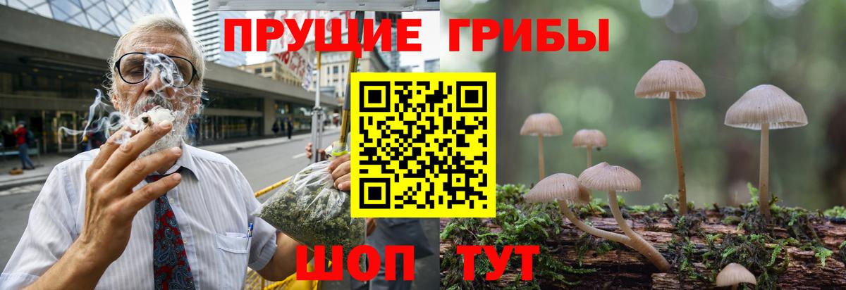 Псилоцибиновые грибы Cubensis Дмитров